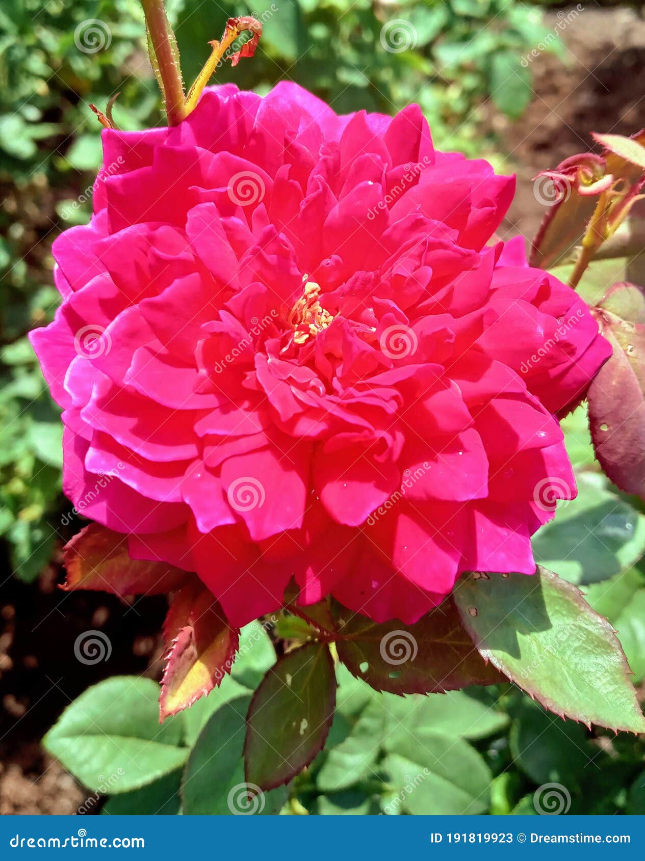 Pink Michigan Rose stock image. Image of leaf, shrub 191819923