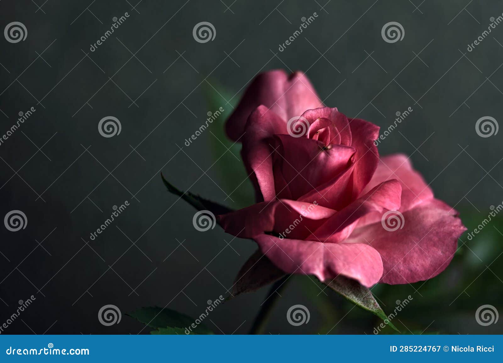 Pink Miniature Rose in Bloom Seen Up Close Stock Image Image of