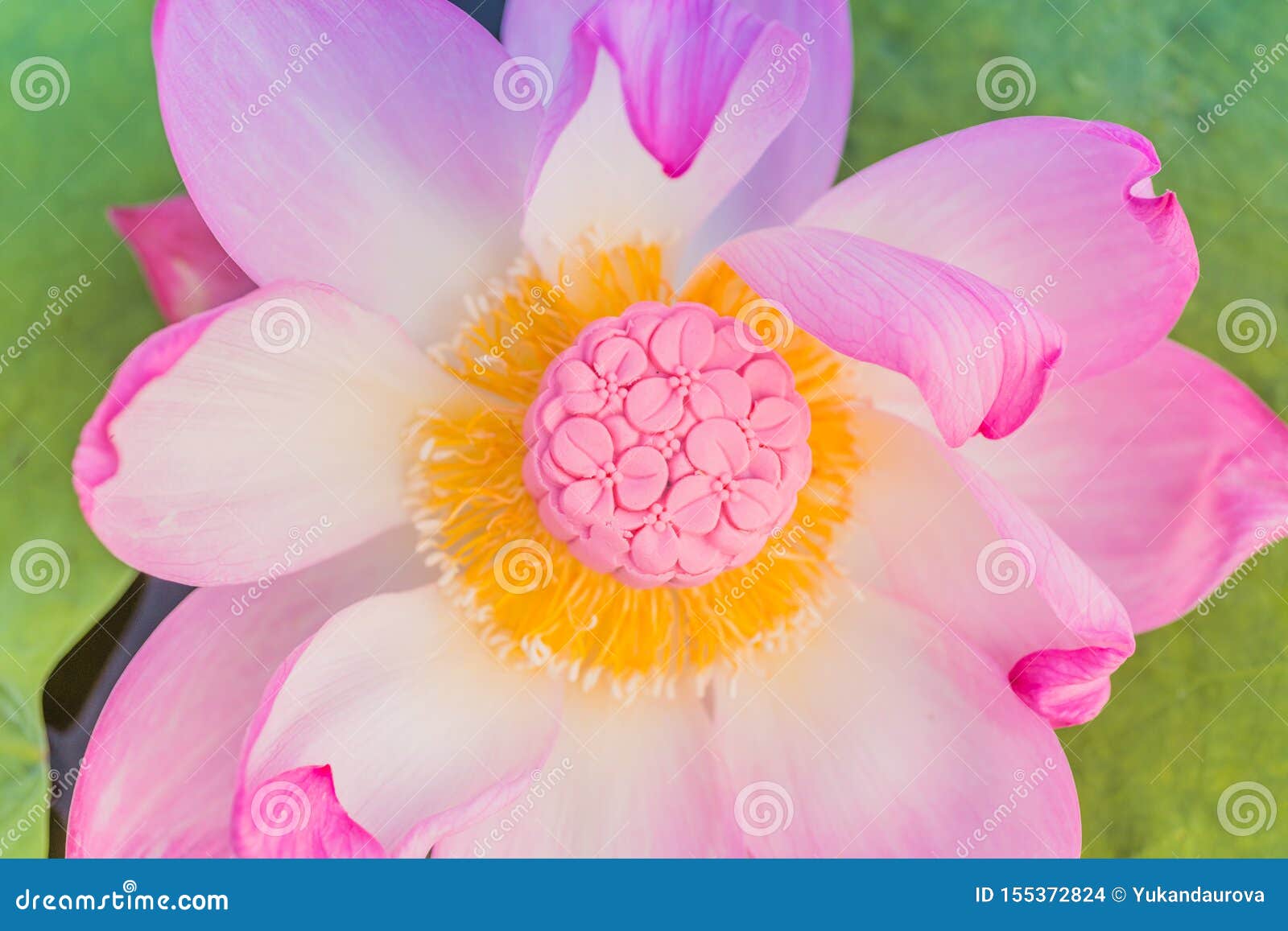 Pink Mooncake In A Fresh Pink Lotus Flower On A Green