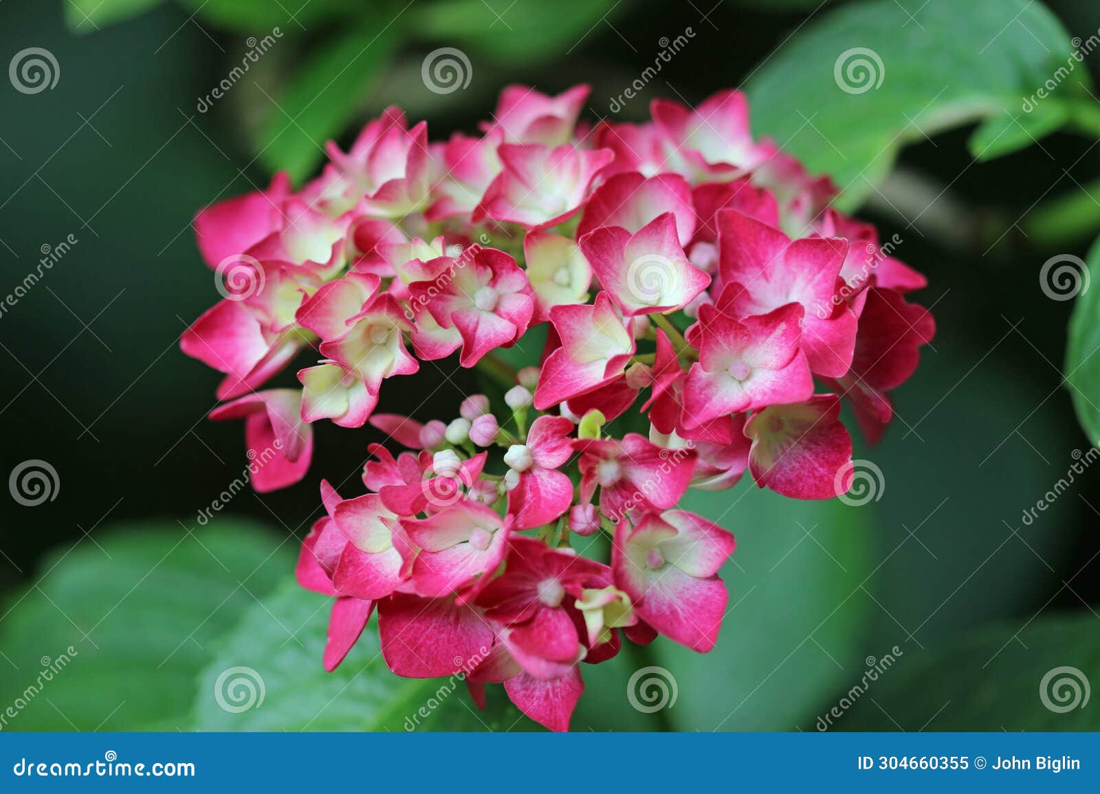 pink mophead hydrangea flowers in close up