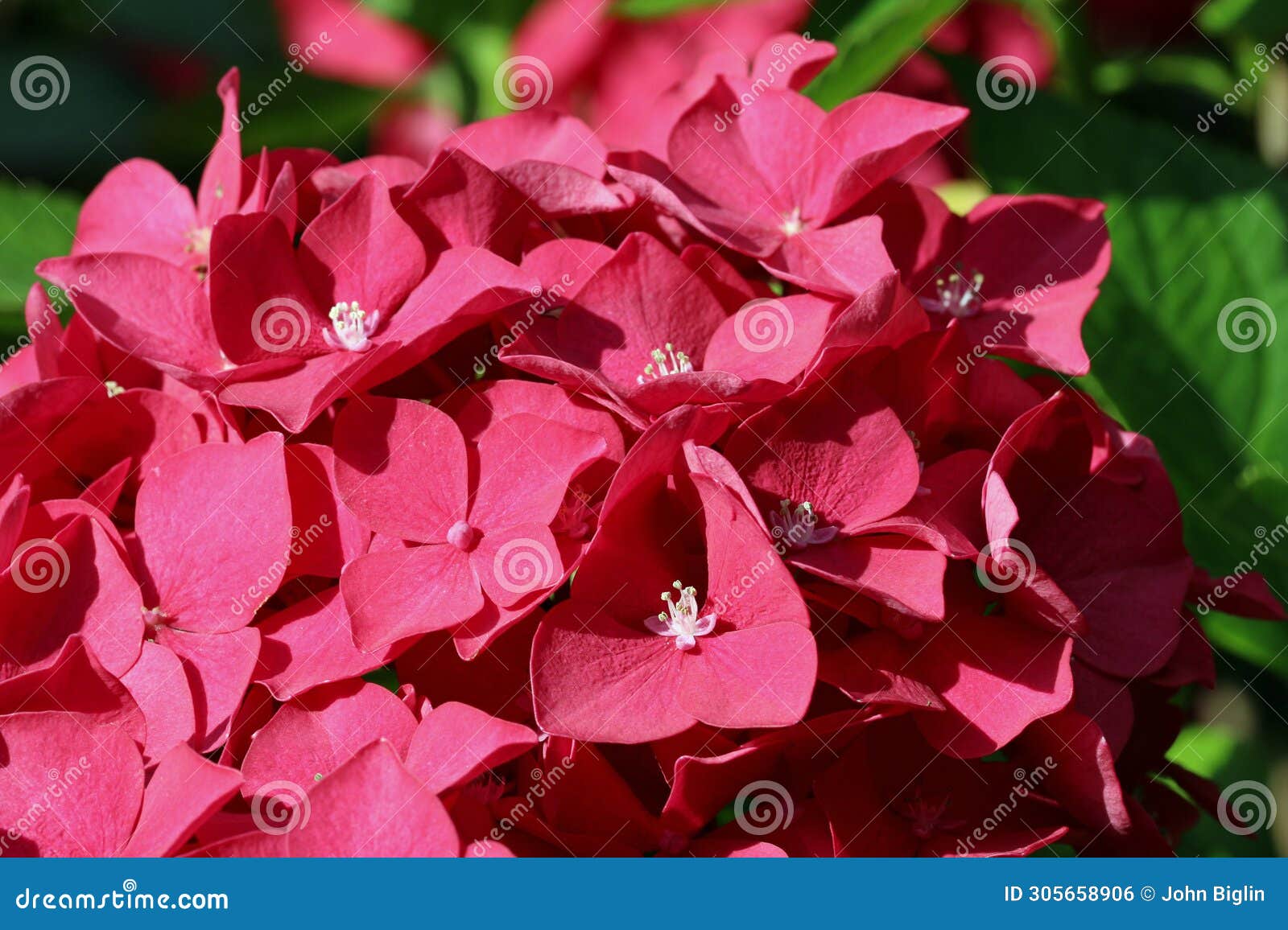 pink mophead hydrangea flowers in macro close up