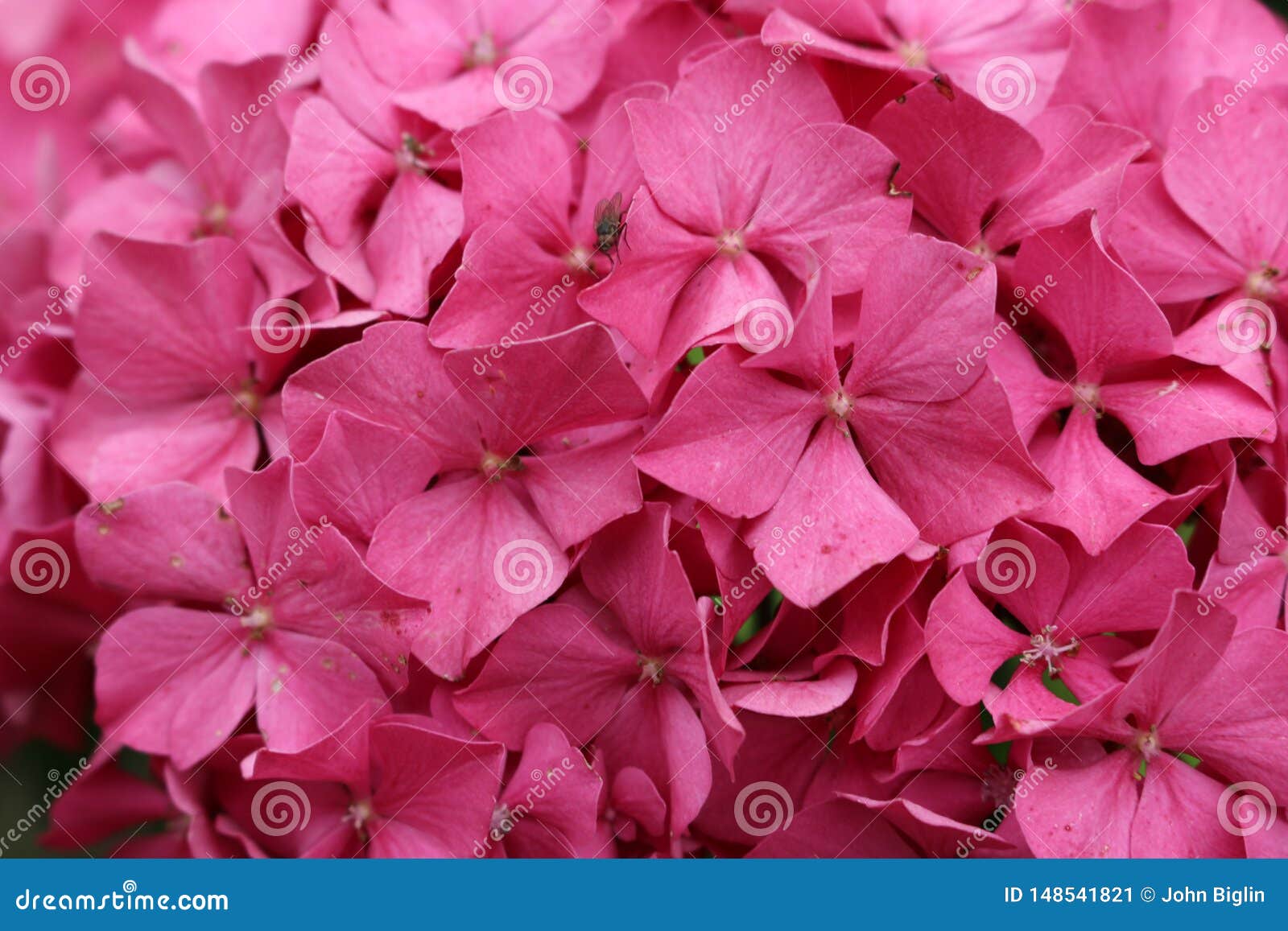 pink mophead hydrangea flowers