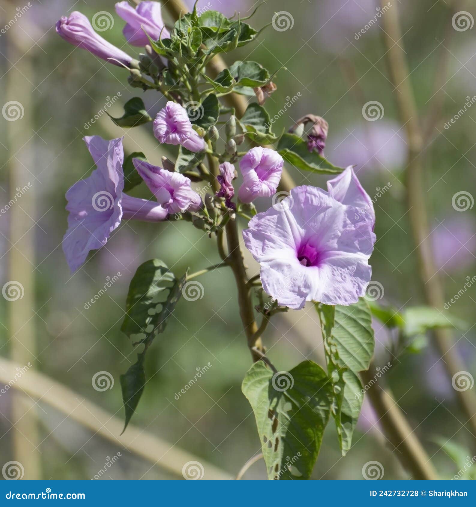 pink morning glory or besharm plant ipomoea cairica flowers