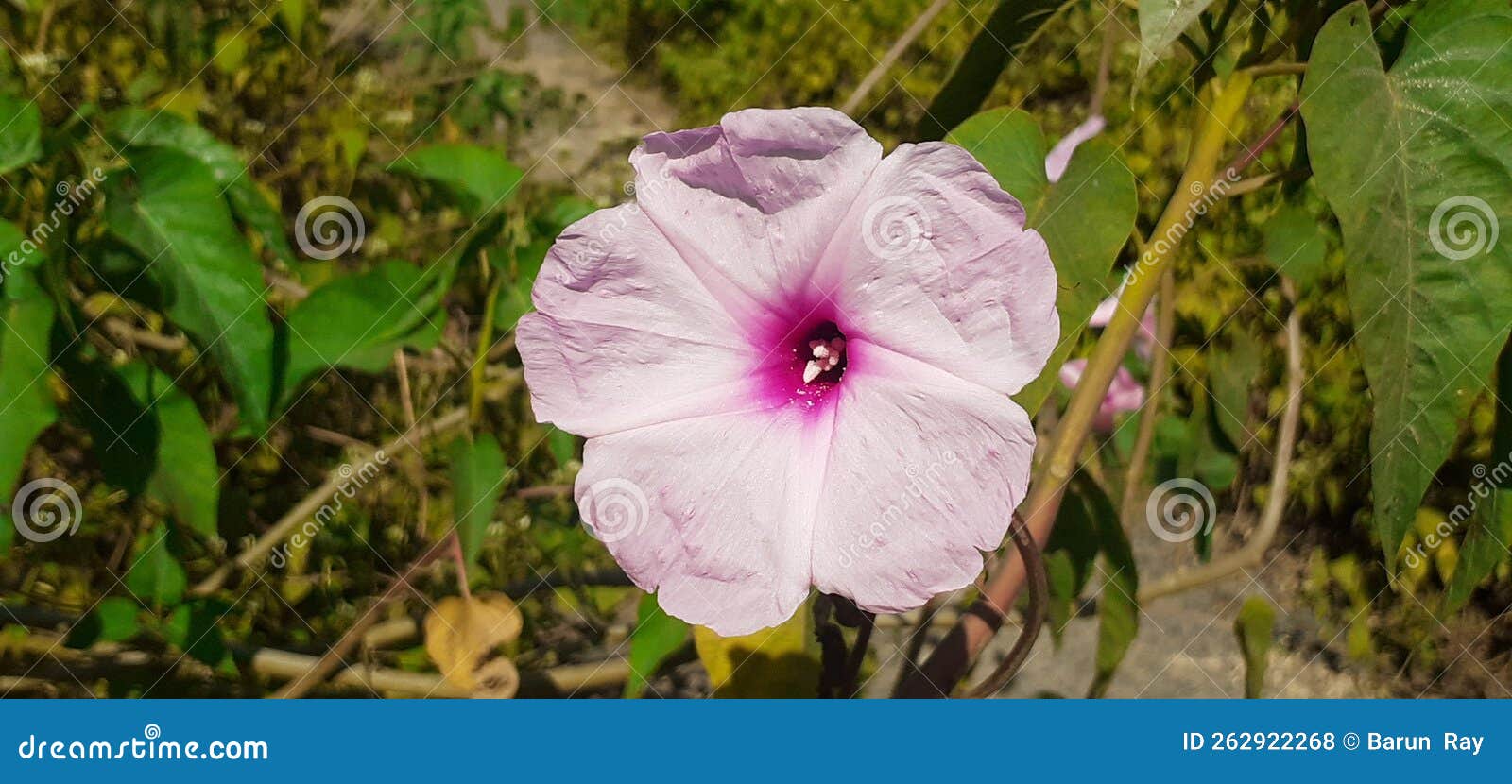 pink morning glory flower on green leaves background