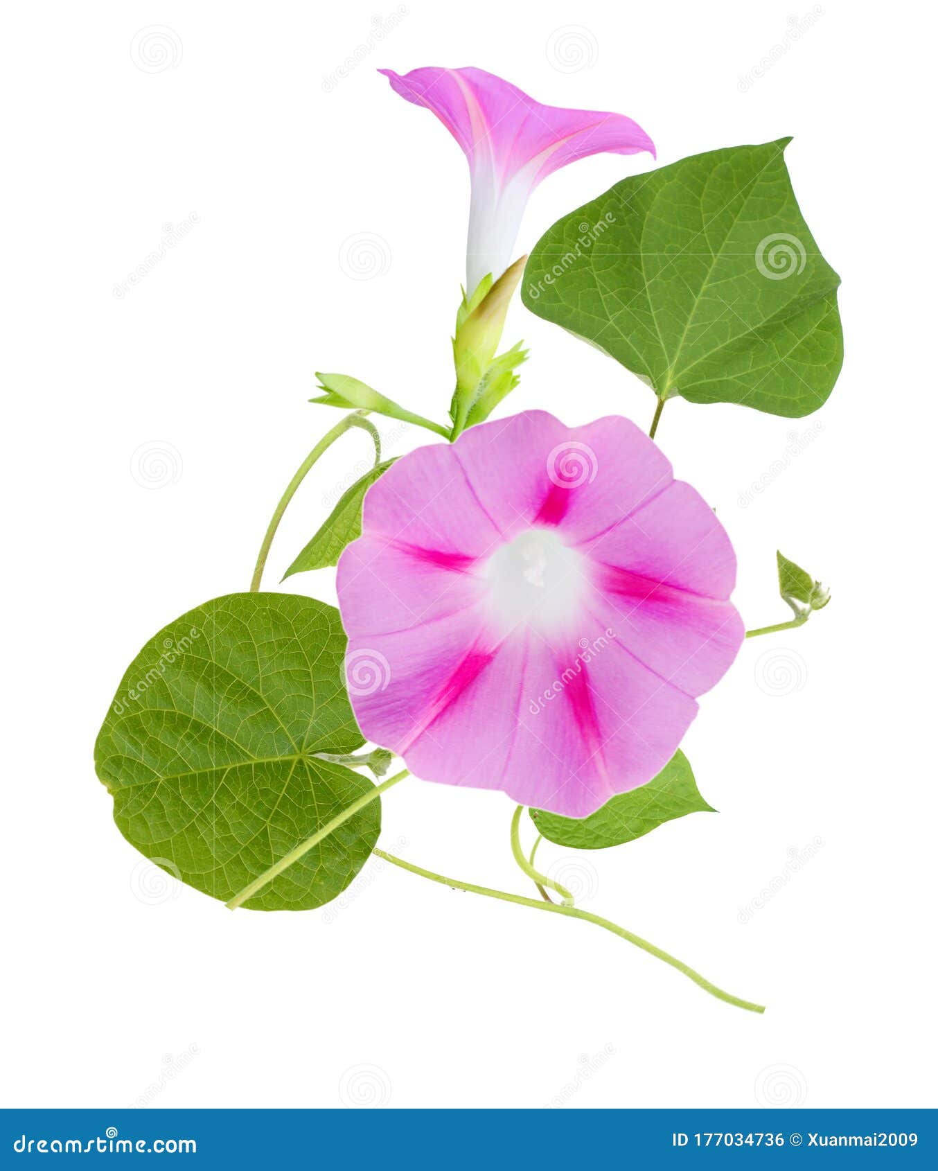 pink morning glory ipomoea flower branches  white