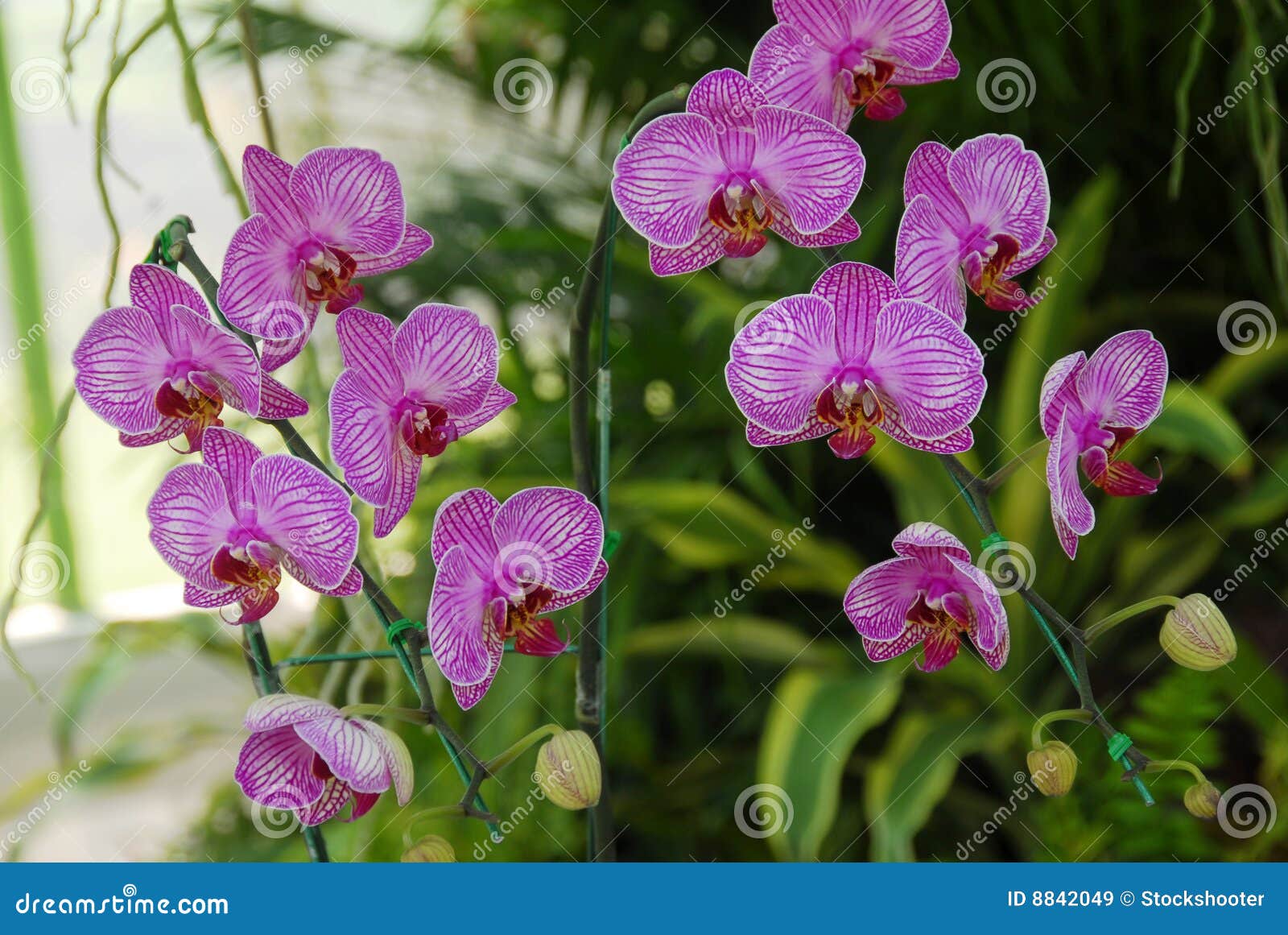 Pink Moth Orchid flower. An isolated shot of Pink Moth Orchid Phalaenopsis flower