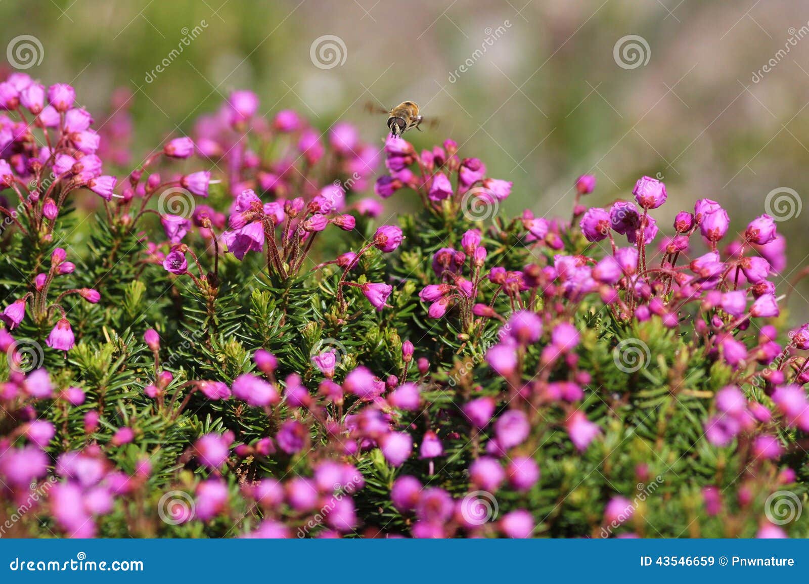 Pink Mountain Heather stock image. Image of flowering 43546659