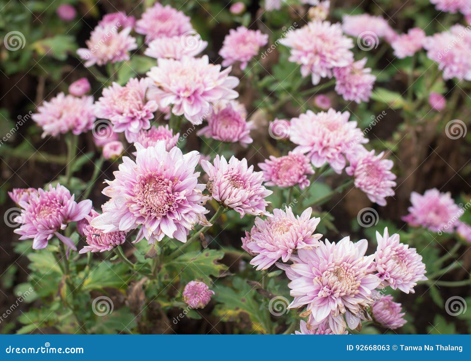 Pink Mum Flower in the Garden Stock Image Image of pattern, floral
