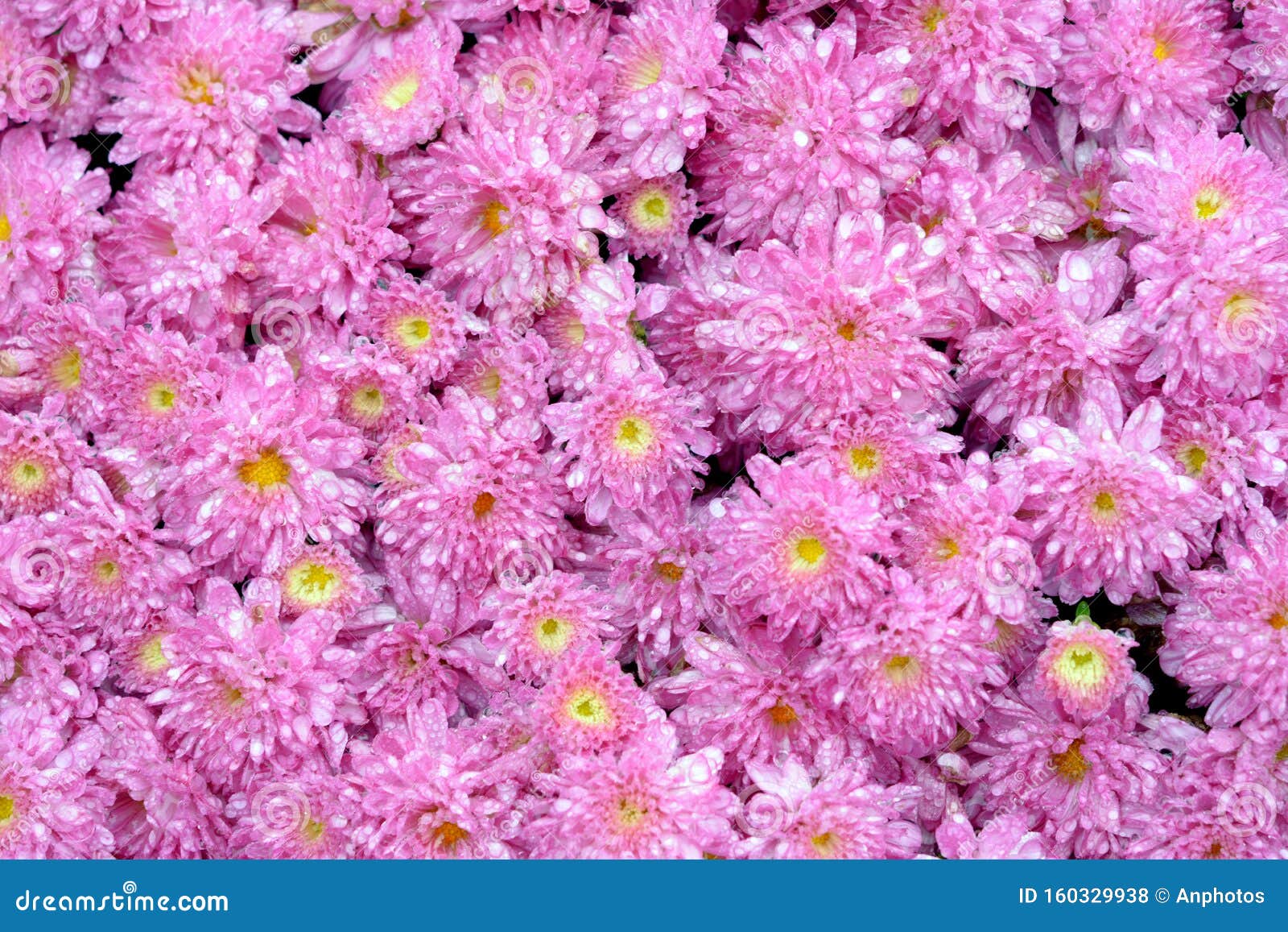 Pink mums bed stock photo. Image of leaves, group, fall - 160329938