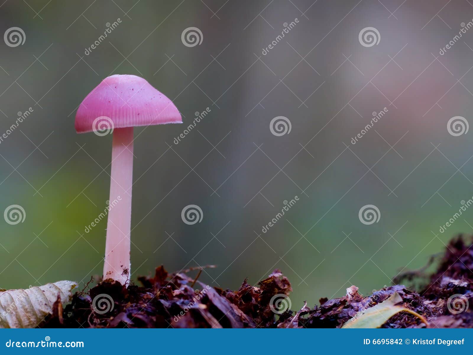Pink mushroom stock photo. Image of nature, mushroom, background 6695842