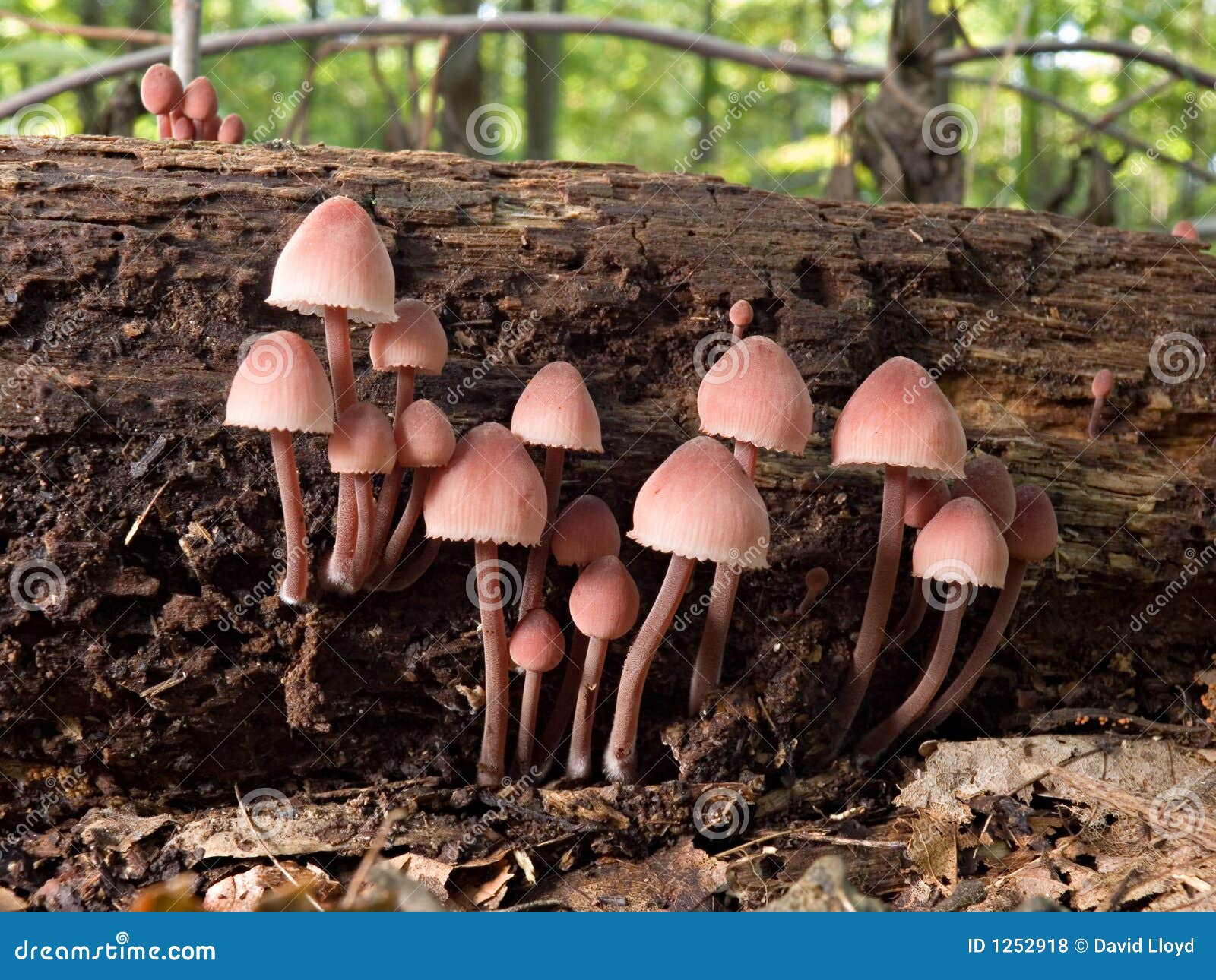 Pink mushrooms stock photo. Image of wood, macro, colony 1252918