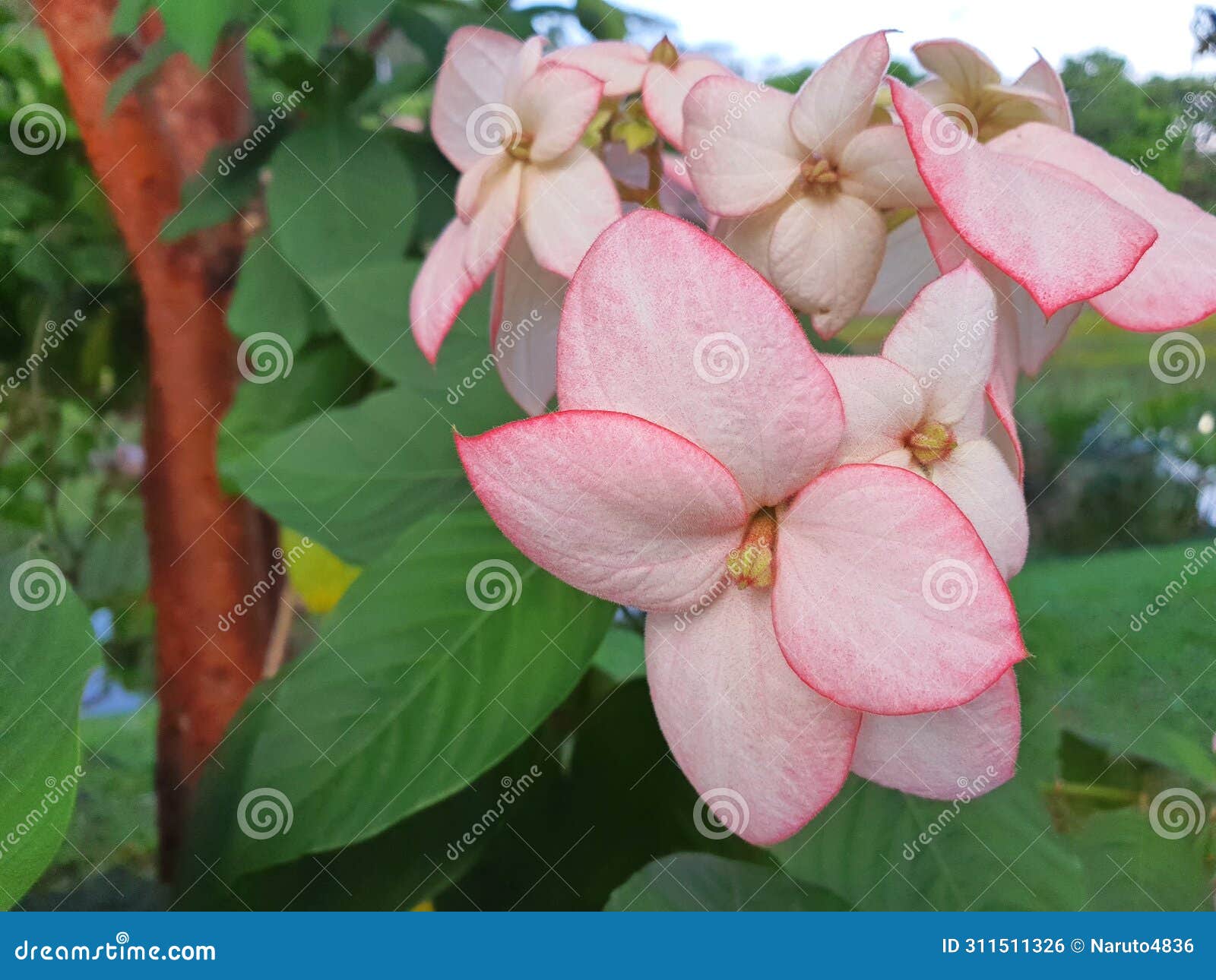 pink mussaenda dona flower in the park