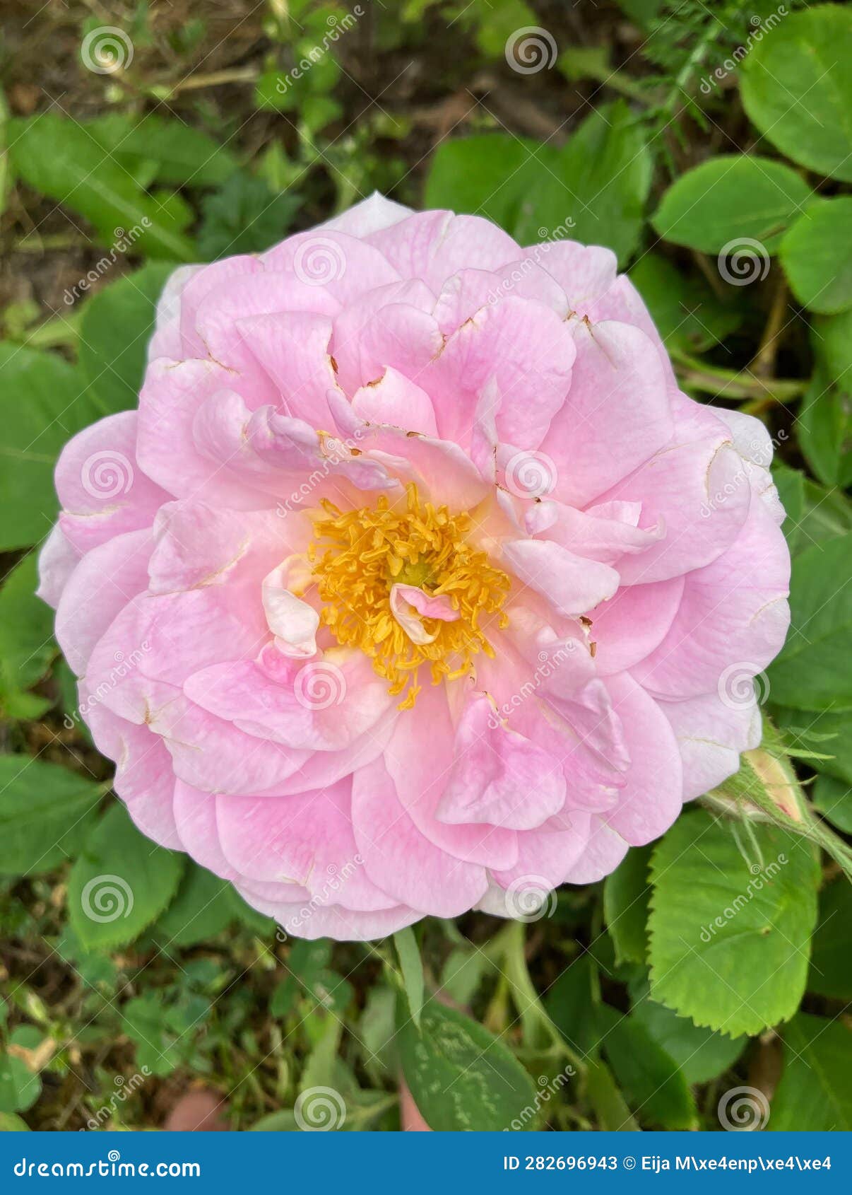 Pink Mustiala Rose, Rosa Alba Stock Image Image of mustiala