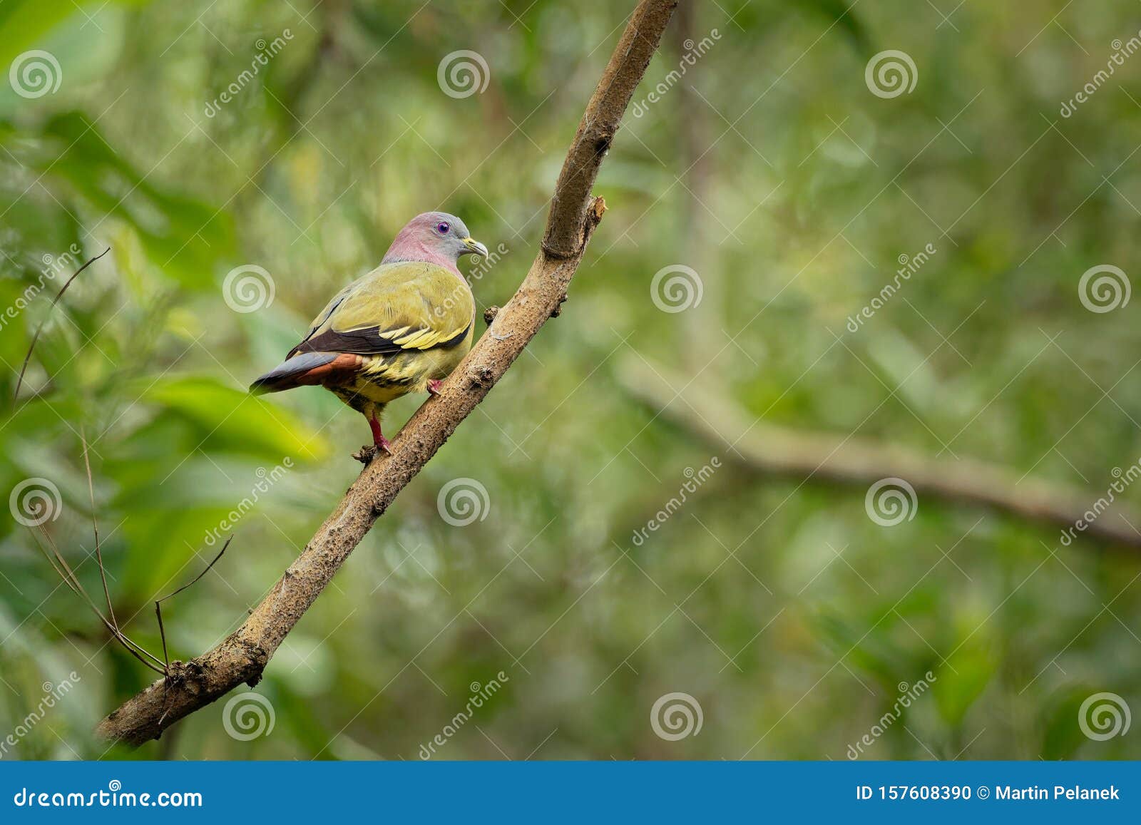 pink-necked green-pigeon - treron vernans species of bird family, columbidae, common in southeast asia, from myanmar and vietnam