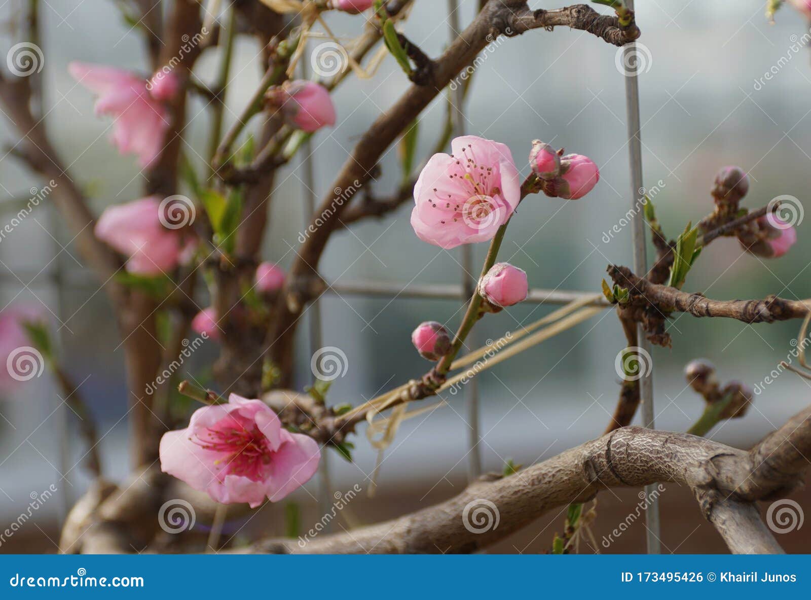 pink nectarine 'fantasia' flowers on the tree in early spring