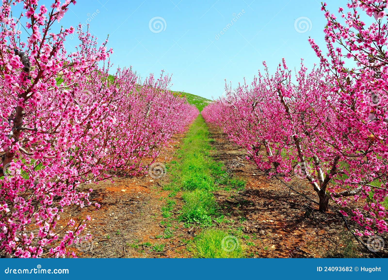 pink nectarine trees, israel