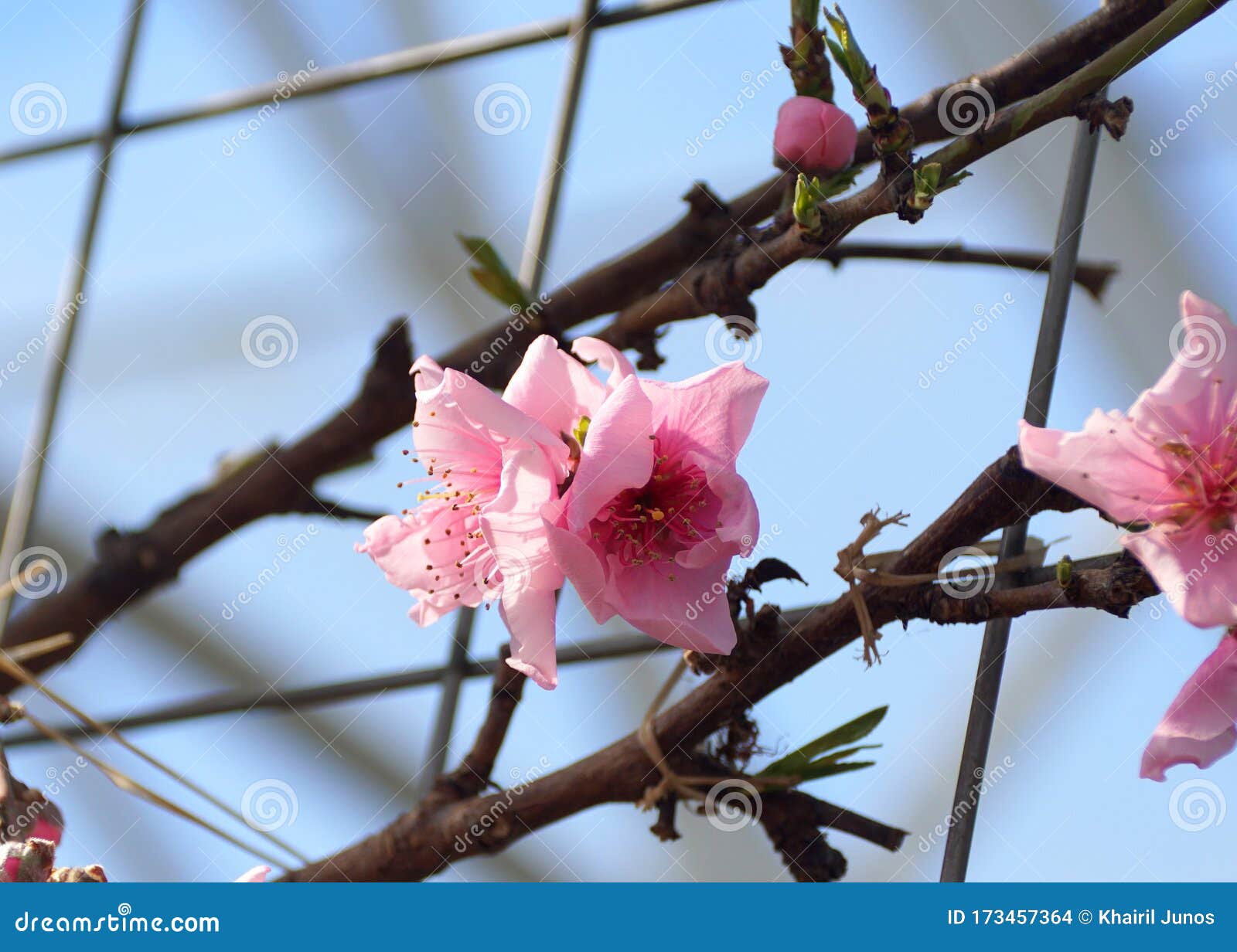 pink nectarine 'fantasia' flowers on the tree in early spring