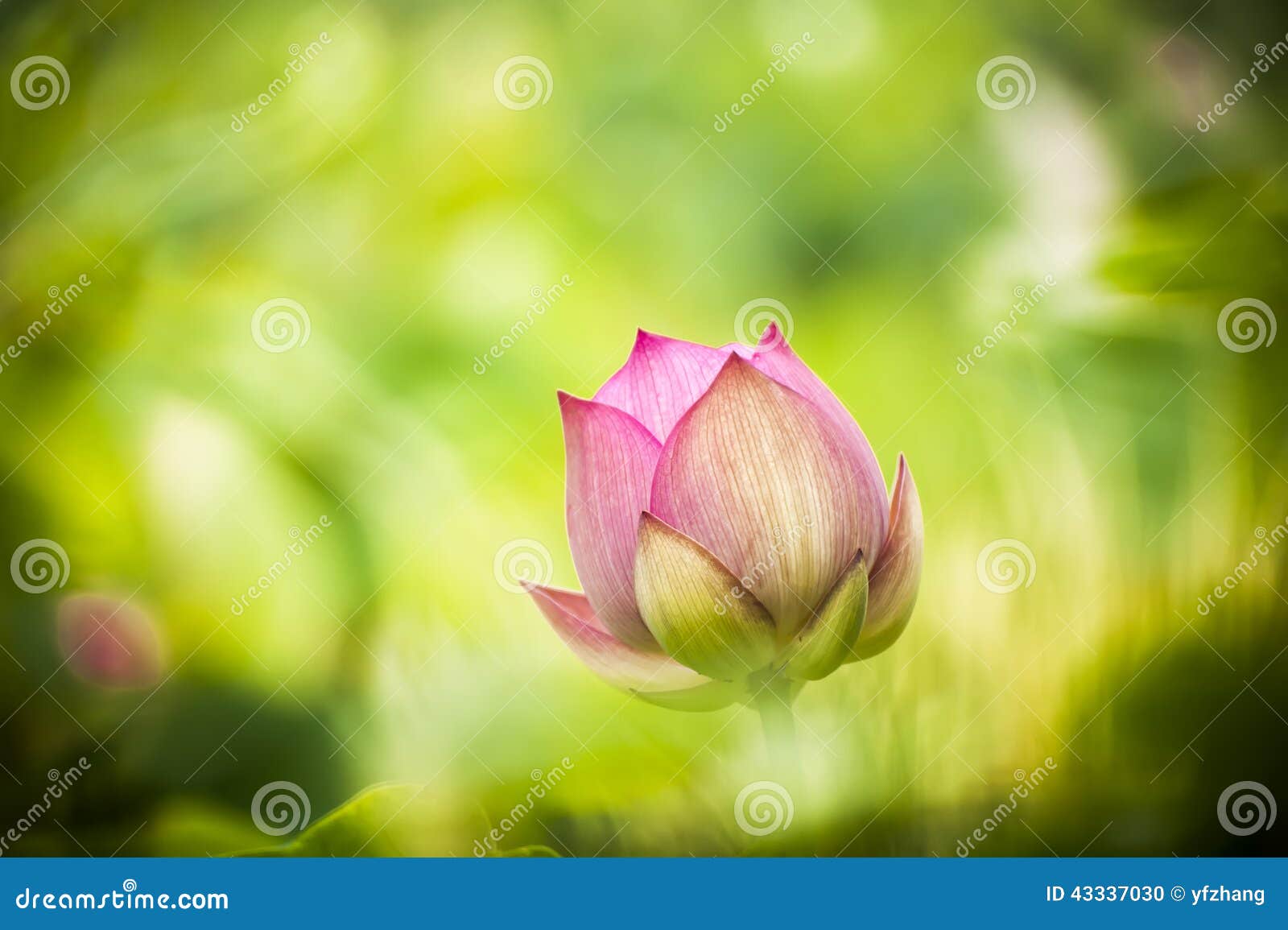 pink nelumbo nucifera gaertn lotus bud