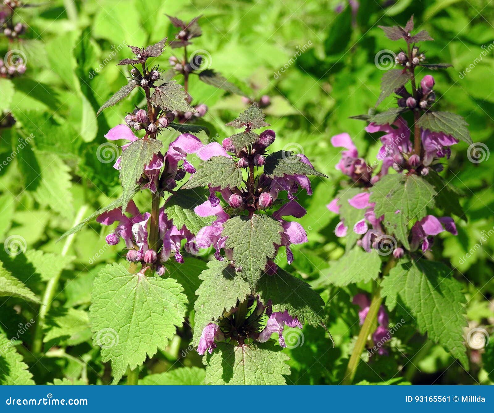 Pink nettle blooms stock image. Image of lithuania, green 93165561