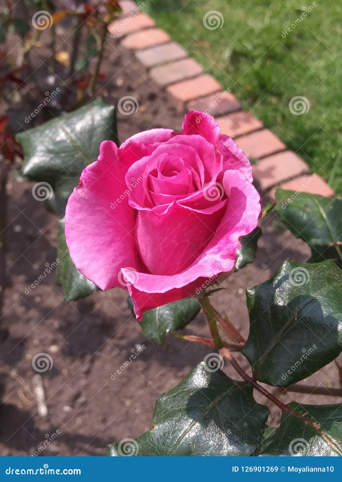 botÃÂ³n de rosa colombiana