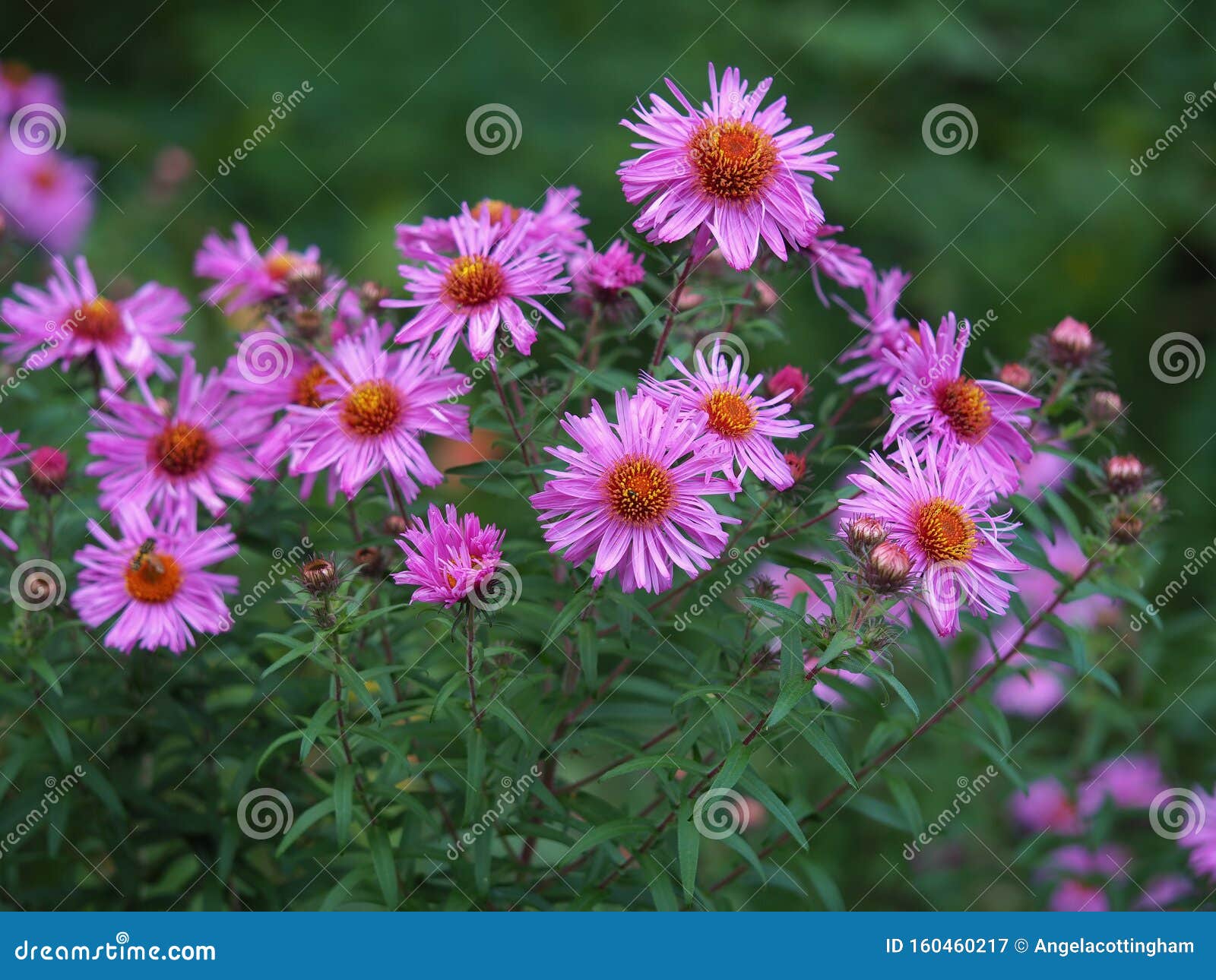 281 Aster Novae Photos Free Royalty Free Stock Photos From Dreamstime