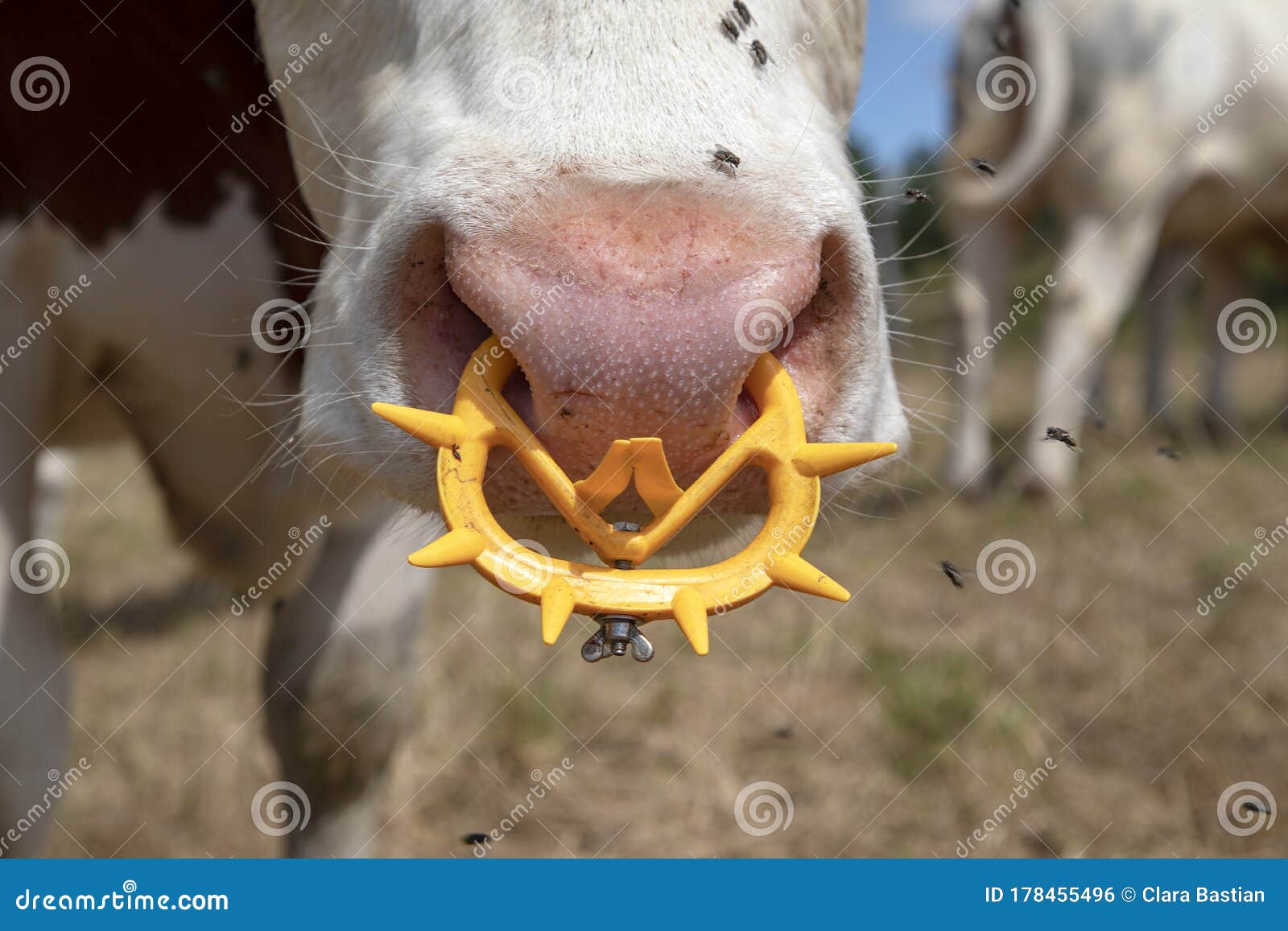 Close Up Of Pass A Ring Through The Nose Of Cow Stock Photo - Download  Image Now - Angelica, Animal, Animal Body Part - iStock