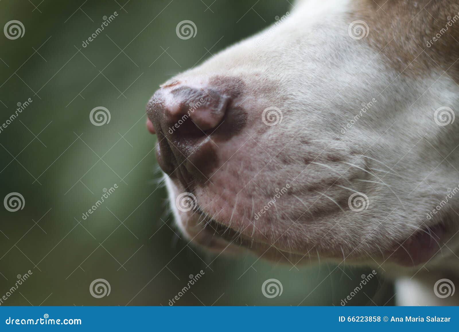 kennel nose