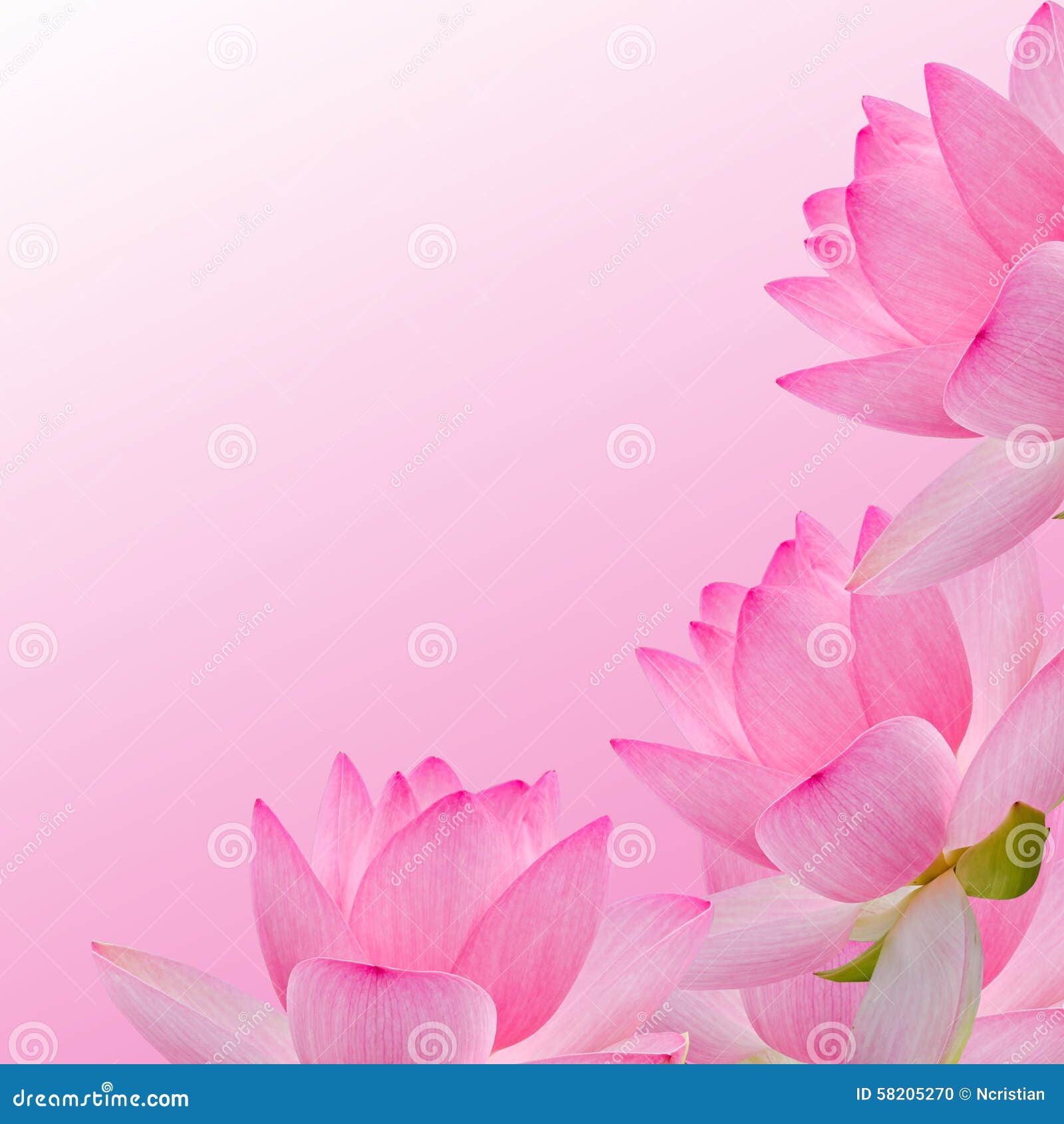 pink nuphar flower, water-lily, pond-lily, spatterdock, nelumbo nucifera, also known as indian lotus, sacred lotus