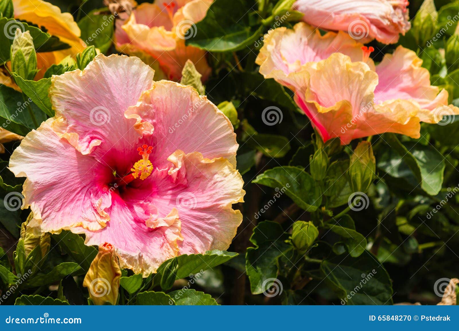 Pink and Orange Hibiscus Flowers Stock Photo Image of pistil, sunlit 65848270