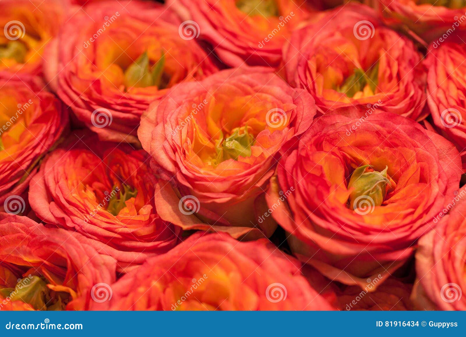 Pink and orange roses stock photo. Image of aroma, asiaticus 81916434