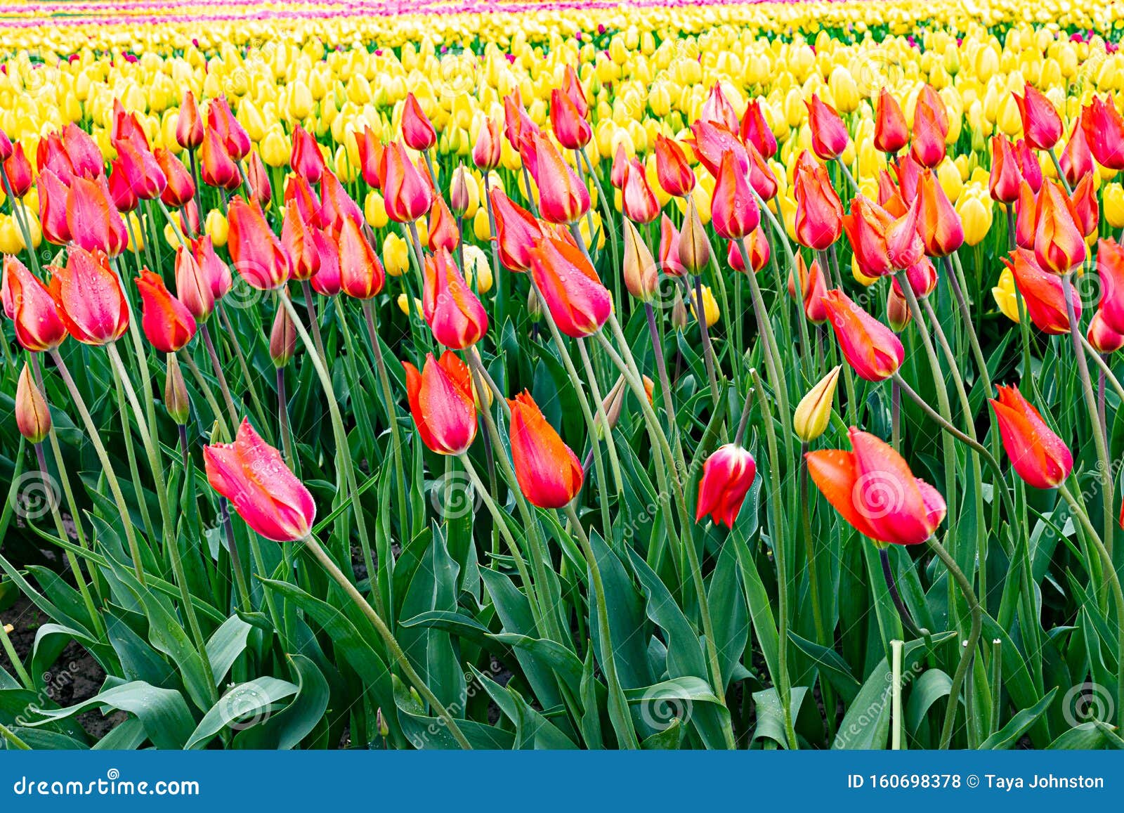 Pink, and Orange Variegated Tulip Planted with Rows of Yellow Tulips ...