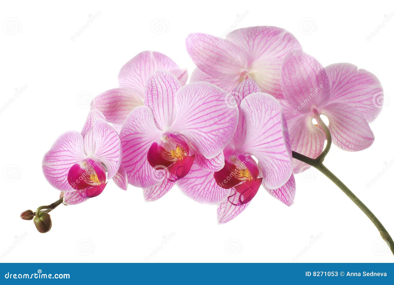 pink orchid