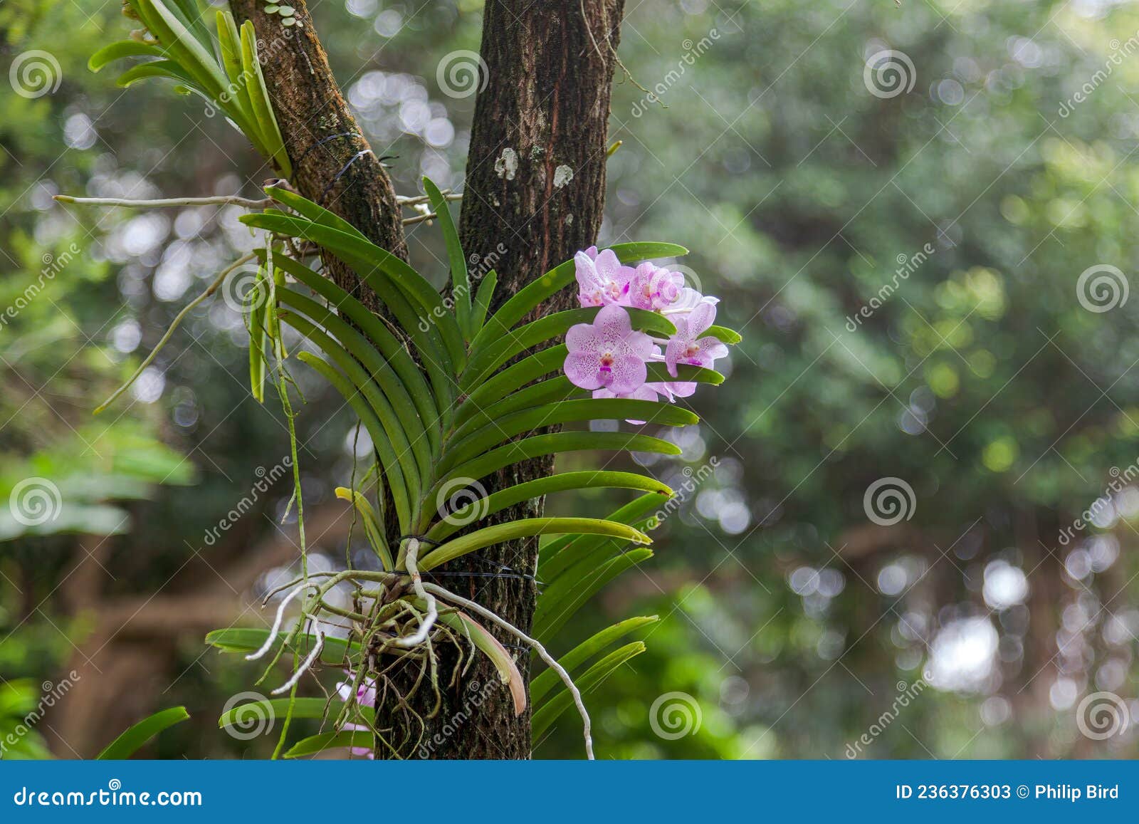 orchid attached to a tree in singapore botannical gardens
