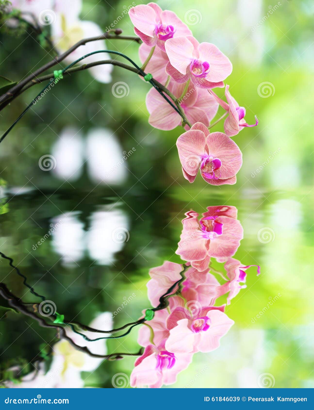 Pink Orchid Flower and Reflection in the Water Stock Image Image of