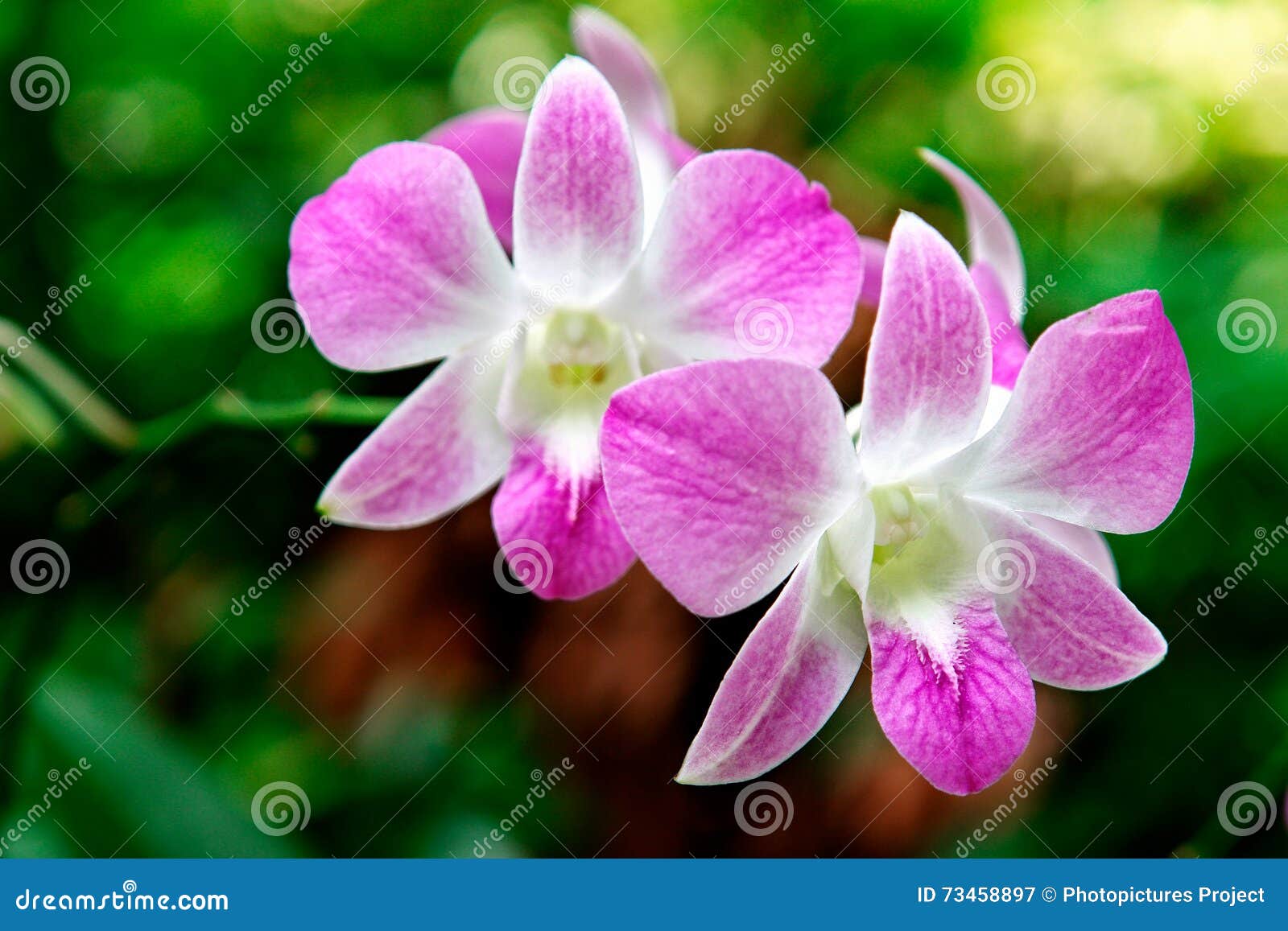 Pink orchid in the park stock image. Image of bright 73458897
