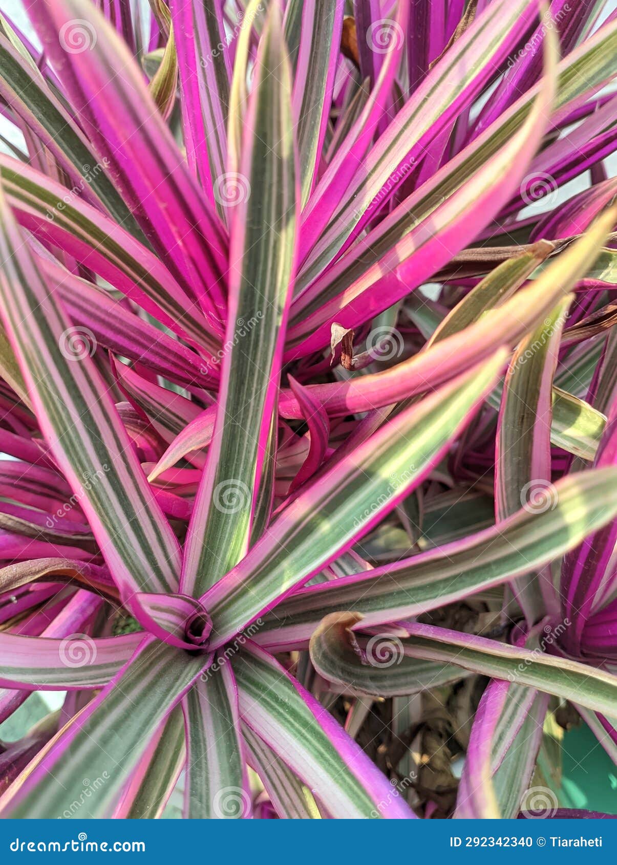 Pink Ornamental Plants Combined with Green Leaves Stock Photo Image