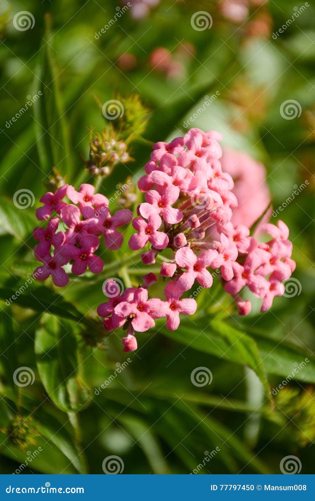 Pink Panama Rose flower stock photo. Image of panama 77797450