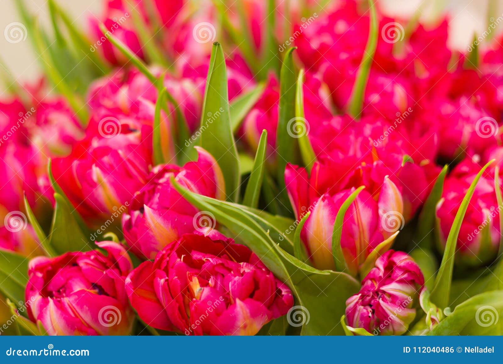 Parrot Tulips Bouquet