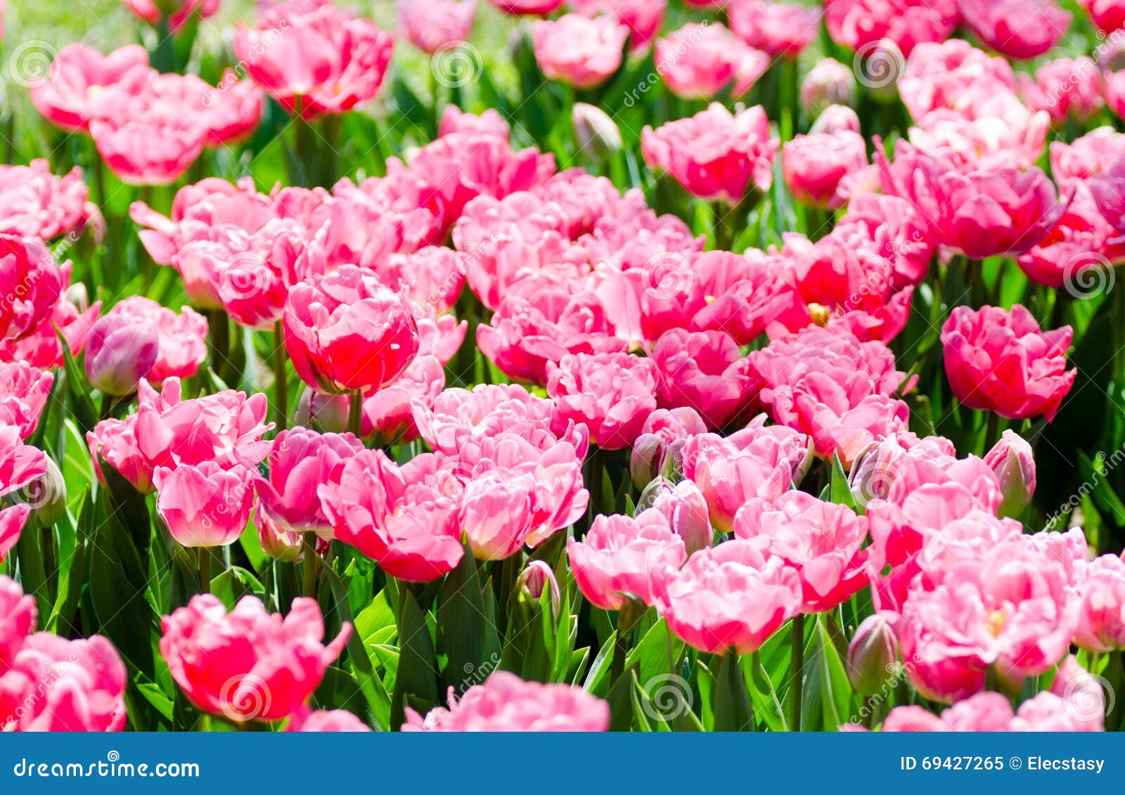 Pink Parrot Tulips on Green Summer Field Stock Image Image of beautiful, leaf 69427265