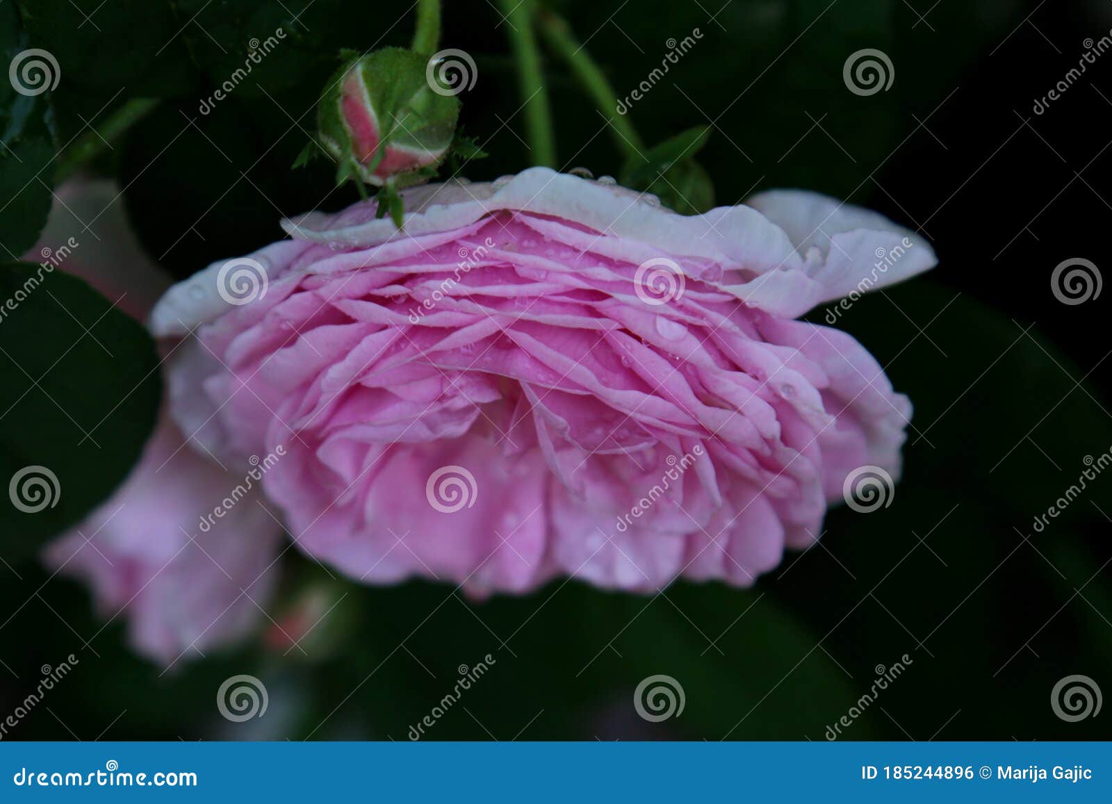 pink pastele color flower and layered petals of  the  cabbage ros