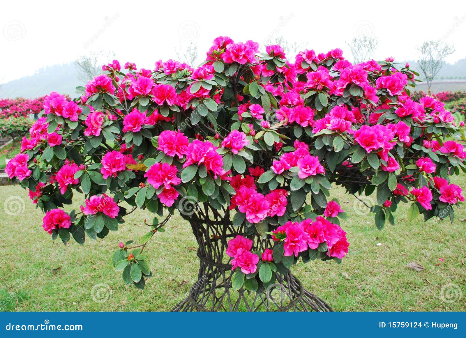 pink peach azalea blooms