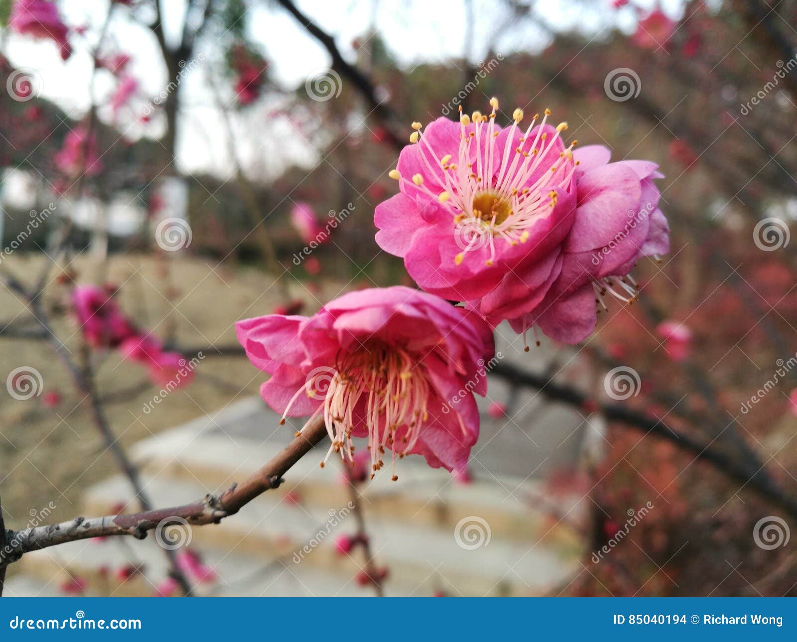 Pink Peach Flower Blooming in Cold Winter without Any Leaf Stock Photo