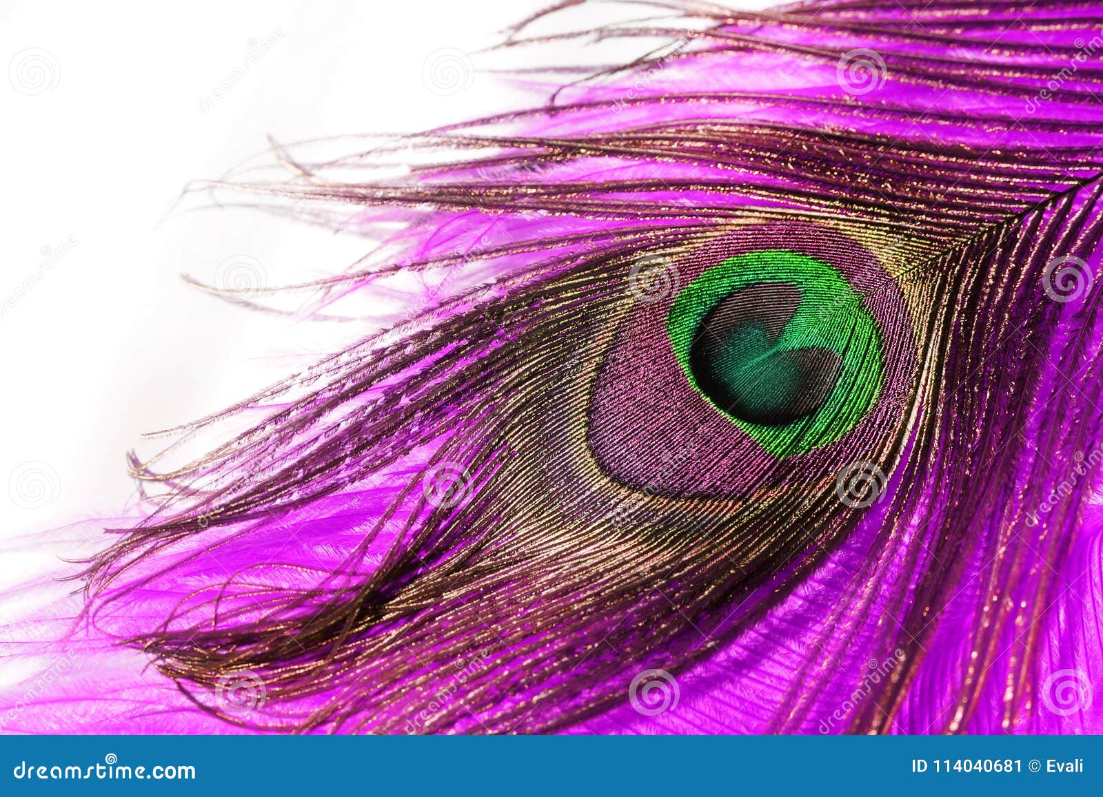 Pink Peacock feathers. stock image. Image of india, artistic 114040681