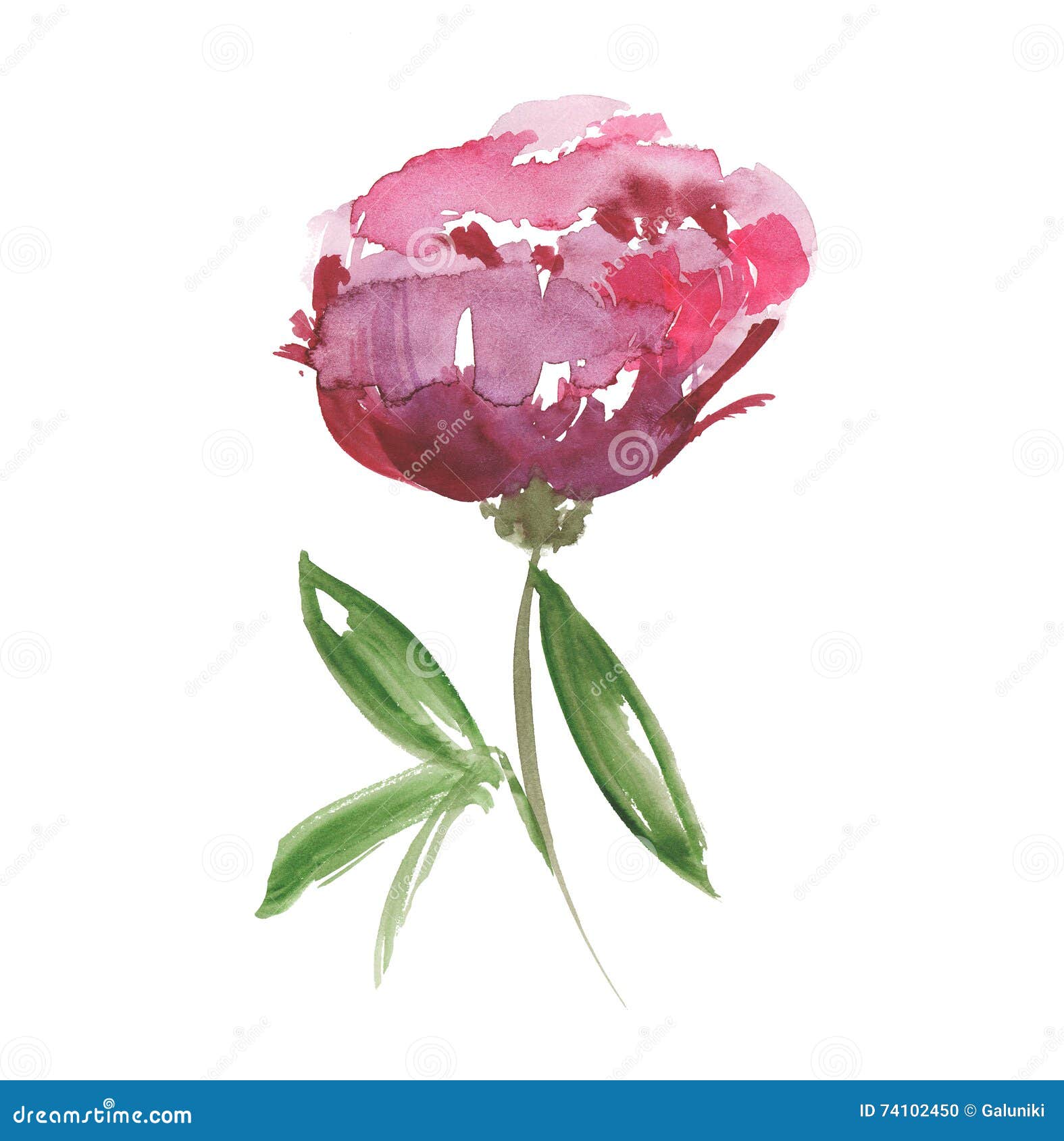 pink peon flower