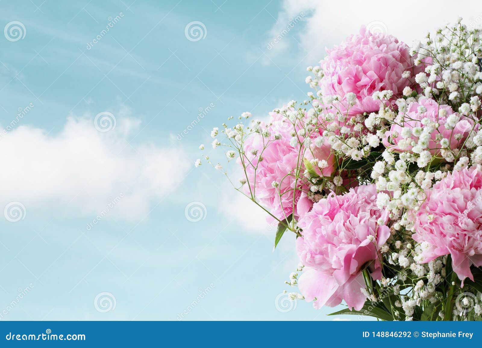 pink flowering peonies and babys breath flowers against a beautiful sky