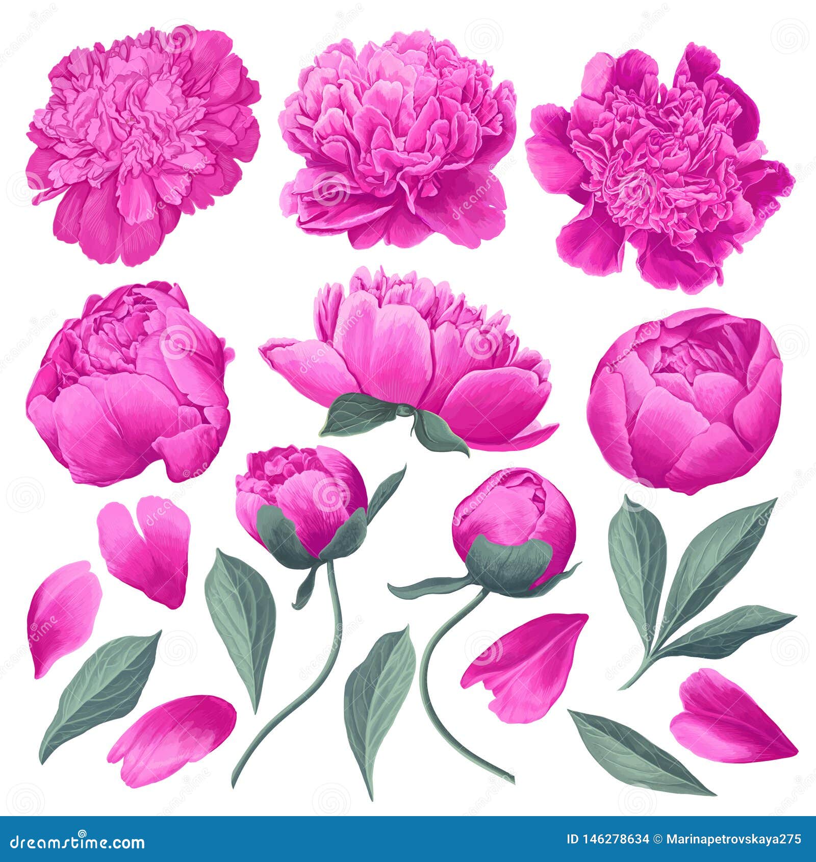 set of floral s with pink peonies flowers and leaves.