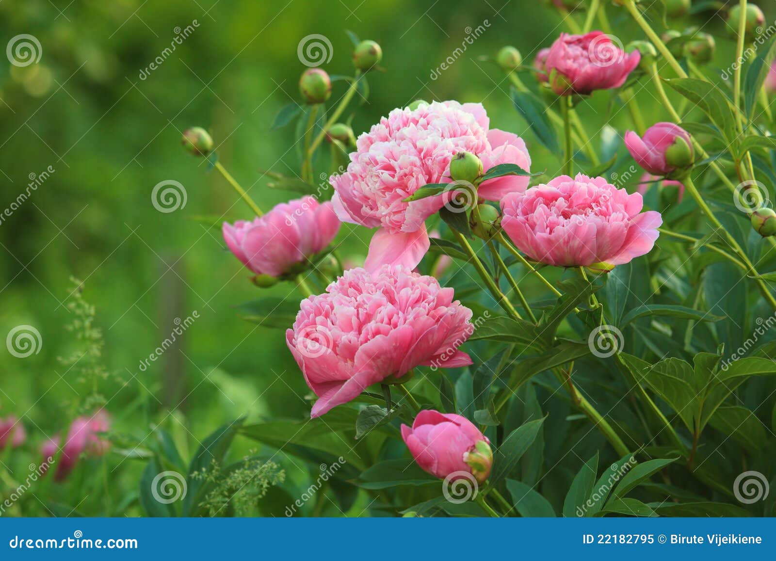 Pink Peony stock image. Image of beauty, blossom, peony 22182795