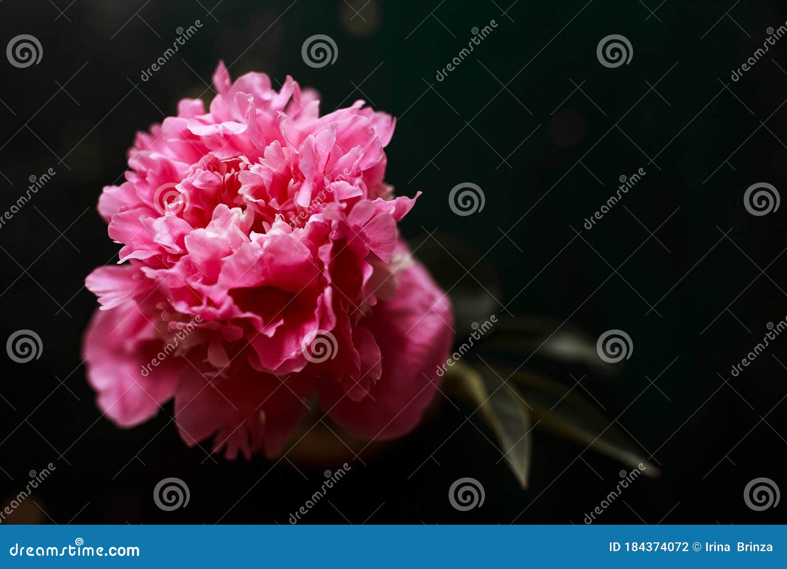 Pink Peony In A Black Background Stock Photo Image Of Garden Postcard 184374072