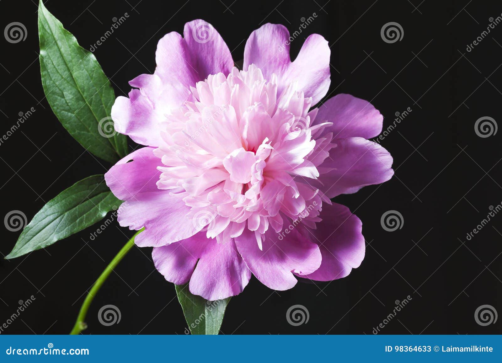 Pink Peony In A Black Background Stock Image Image Of Background Beautiful 98364633