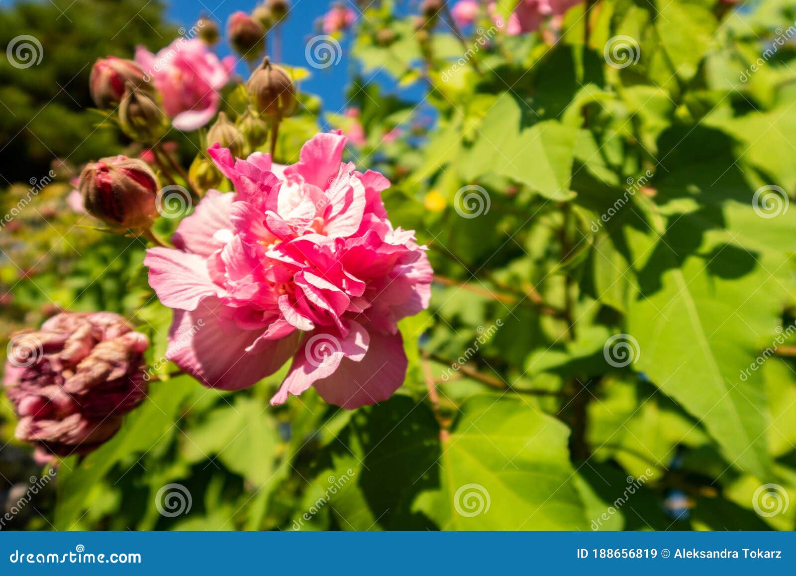 Pink Peony Blooming In Autumn Scientific Name: Paeonia In ... Pink Peony Blooming In Autumn Scientific Name: Paeonia In ...